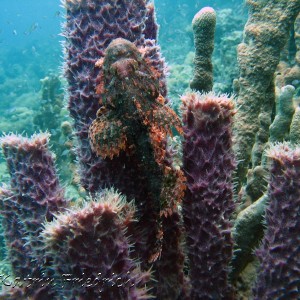 scorpionfish