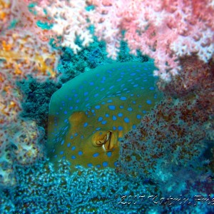 bluespotted stingray