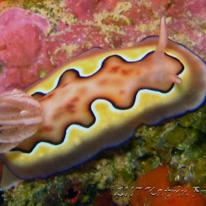 Chromodoris coi