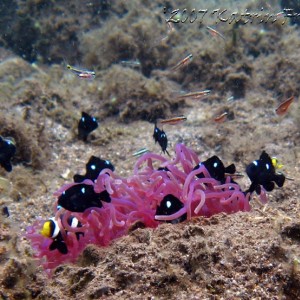 anemonefish