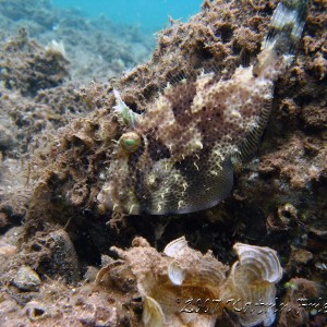 spotted filefish