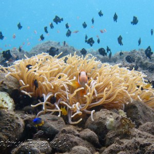 anemonefish