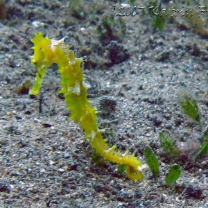 yellow seahorse