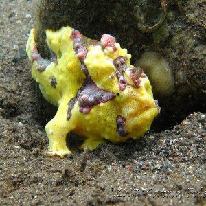 yellow clown frogfish