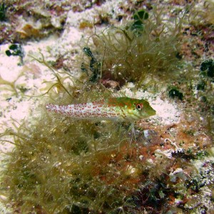 Saddled Blenny