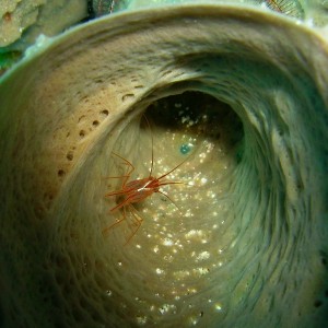 Tiny Shrimp Hiding in Sponge