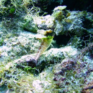 Diamond Blenny