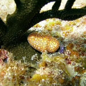 Flamingo Tongue