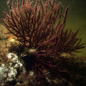 st_andrews_sea_fan