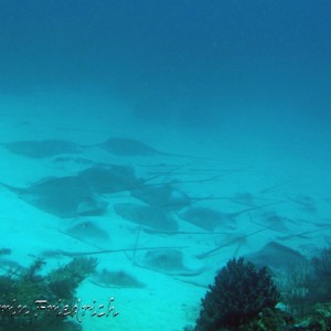 whiptail stingrays