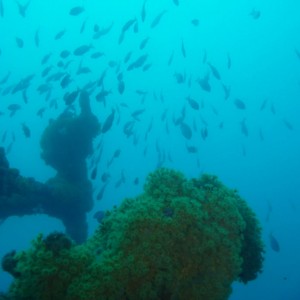 Schooling bullseyes (Pempheris multiradiata) and zoanthids around Coogee