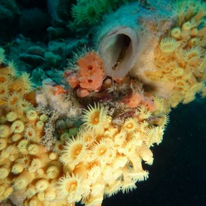 Zoanthids and ascidian at Coogee