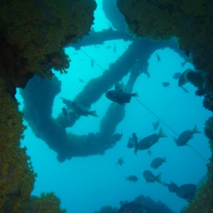 Schooling bullseyes around the Rudder quadrant