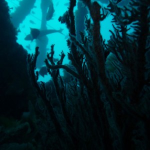 SS Coogee wreck