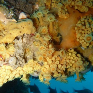 Yellow zoanthids covering the wreck