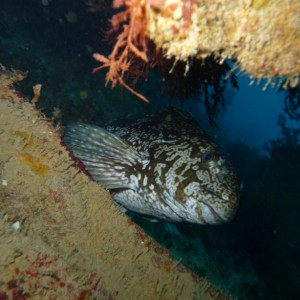 Aplodactylus arctidens (Southern Sea Carp/Marblefish)