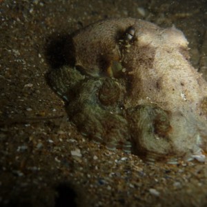 Octopus berrima