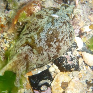 Aplysia sydneyensis (Sea hare)