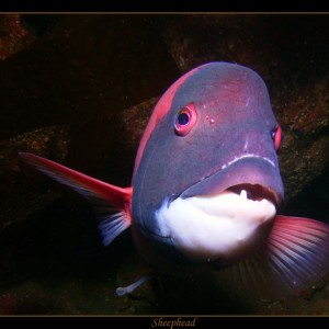 Sheephead1