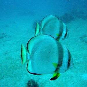 Batfish