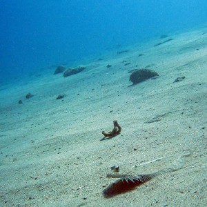 Moses sole or leopard flounder ?