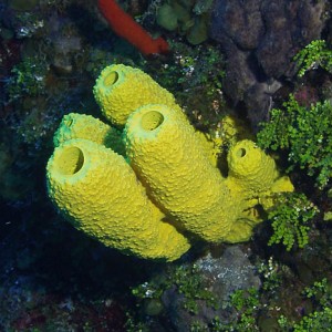 Branching tube sponge