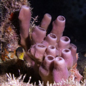 Branching vase sponge