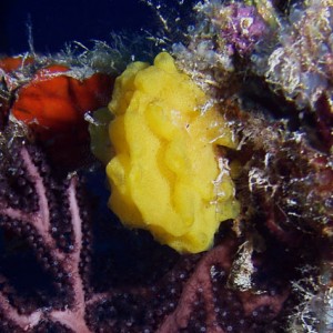 Yellow calcareous sponge