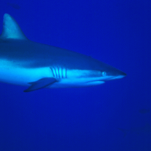 Shark-1-Palau