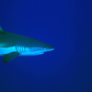 Shark-2-Palau