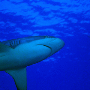 Shark-Yap