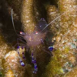 glass shrimp