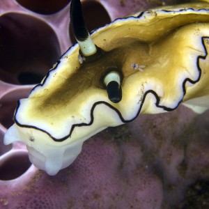 Nudi with copepods