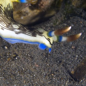 Nudi on a wire