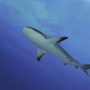 Shark Dives in the Bahamas