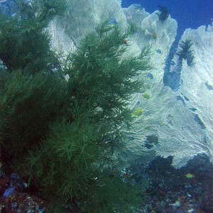 Bilikiki - corals