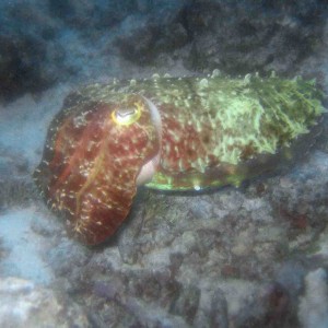 Bilikiki - cuttlefish