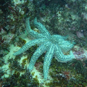 11-armed starfish (Coscinasterias muricata)