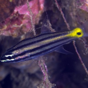 Cardinal fish