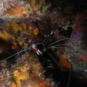 banded_coralshrimp