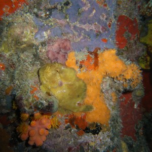 frogfish14