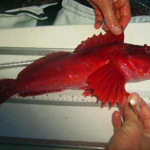 Un Identified Fish