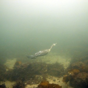 Cormorant swimming UW, Front Beach, Rockport, MA 11/01/08