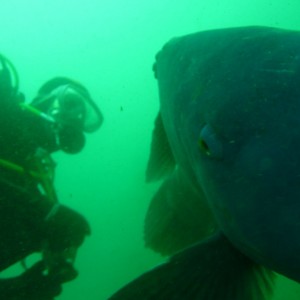 Me with a blue groper