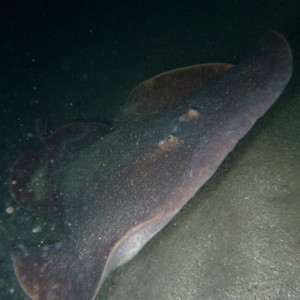 Numbfish (Hypnos monopterygium)