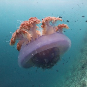 Jellyfish6