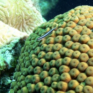 Cleaner Goby on Coral Head