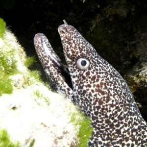 Spotted Moray - Closeup