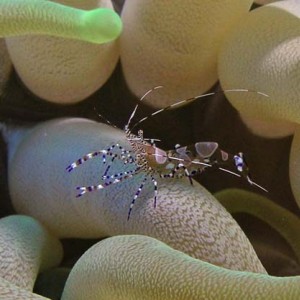 Spotted Cleaner Shrimp - Closeup
