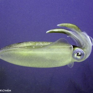 Squid #1